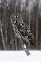 Great-grey owl, Strix nebulosa