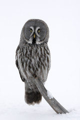 Great-grey owl, Strix nebulosa