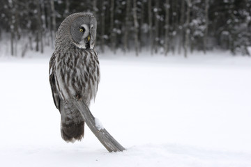 Great-grey owl, Strix nebulosa