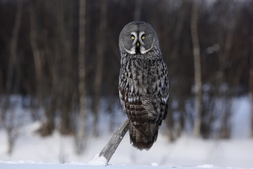 Great-grey owl, Strix nebulosa