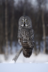 Great-grey owl, Strix nebulosa