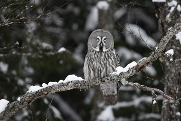 Great-grey owl, Strix nebulosa
