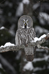 Great-grey owl, Strix nebulosa