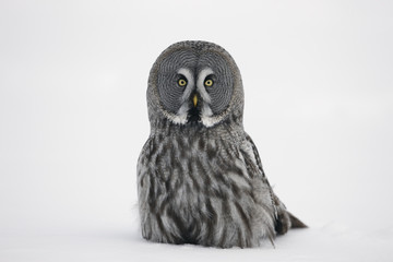 Great-grey owl, Strix nebulosa