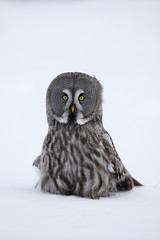 Great-grey owl, Strix nebulosa