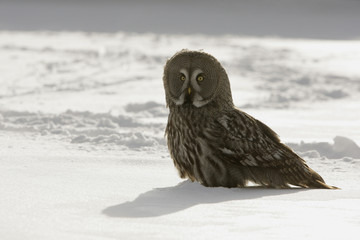 Great-grey owl, Strix nebulosa
