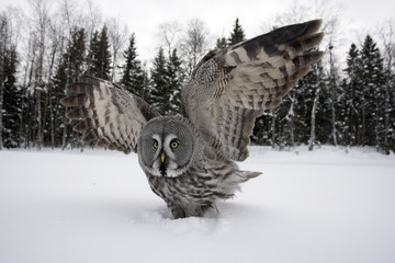 Great-grey owl, Strix nebulosa