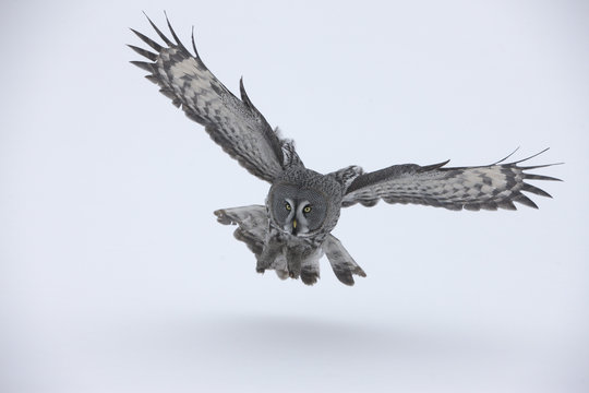 Great-grey owl, Strix nebulosa