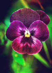Spring flower pansy (viola)