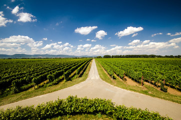 Weggabelung in Weinberg