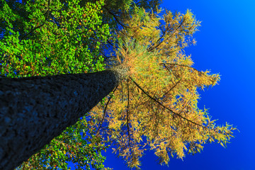 Trunk and treetop in autumn forest