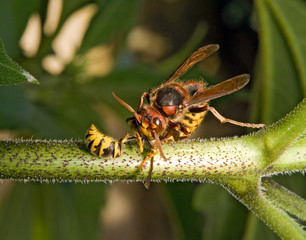giant hornet kills wasp