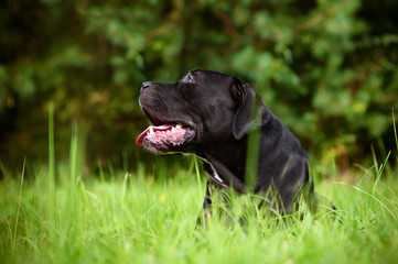 black dog in the grass