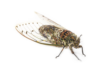 cicada insect isolated on white background
