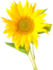 Obraz premium sunflower