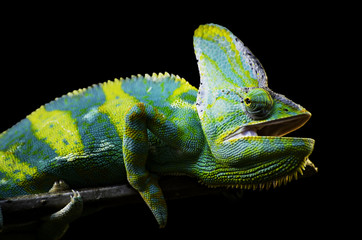 Panther Chameleon