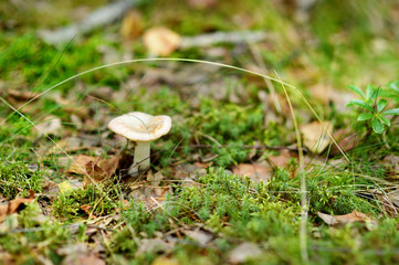 A mushroom growing in a woods