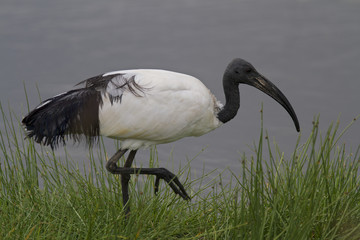 Sacred ibis wading shallow water - obrazy, fototapety, plakaty