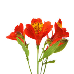 Three flowers of  Alstroemeria  isolated on white background.