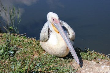Pelican