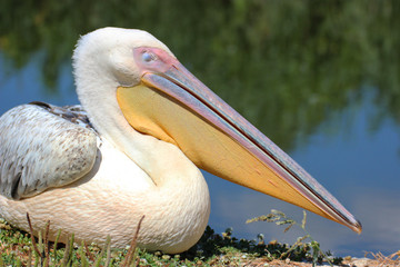 Pelicans