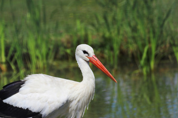 Stork