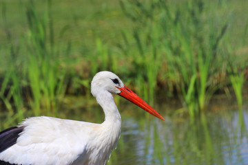 Stork