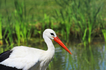 Stork