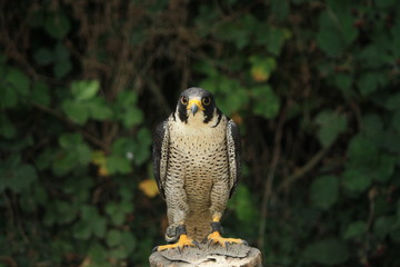 Peregrine falcon ou Faucon Pélerin