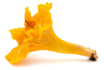 Fototapeta premium chanterelle