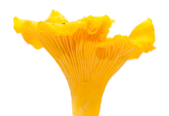 chanterelle