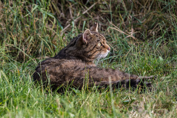 Scottish Wildcat