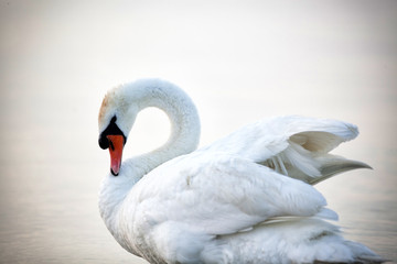 Fototapeta premium Swan