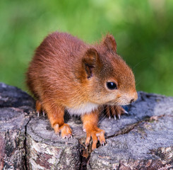 Red Squirrel