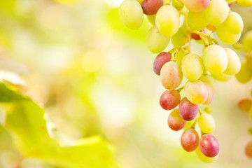 background with grapes