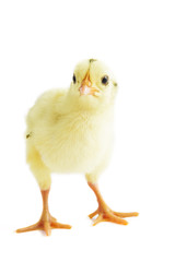 bauernhof isoliert natur studio  weiß