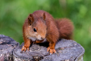 Young Red Squirrel