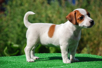 Jack Russel Terrier Puppy