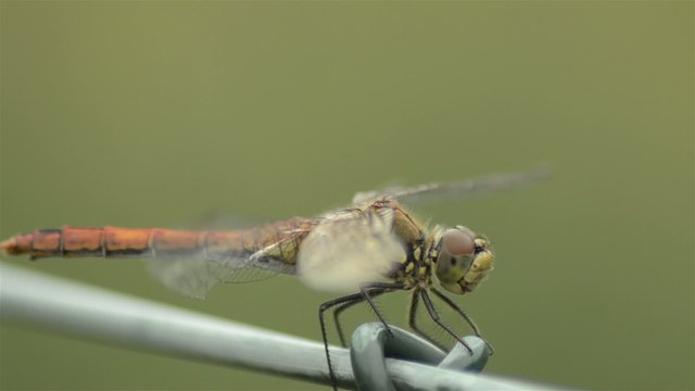 libelle