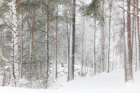 Winter forest with tall trees