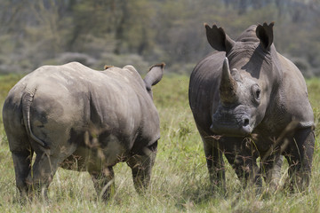 Portrait of white rhinoceros