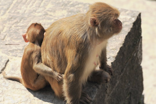 Mother and son-macacus rhesus apes-Pashupatinath-Kathmandu. 0286