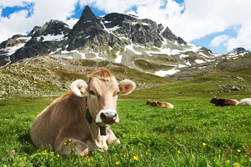 Gordijnen Brown cow on green grass pasture © Kadmy