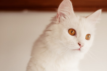 Obraz premium Cute Persian cat