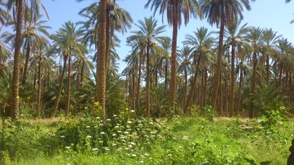 Rolgordijnen palmeraie © saiddjd