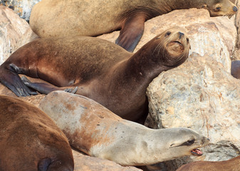 Fototapeta premium California Sea Lions at Monterey Bay