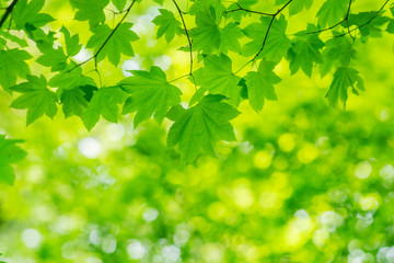 Fototapeta na wymiar Naturalne tło zielone