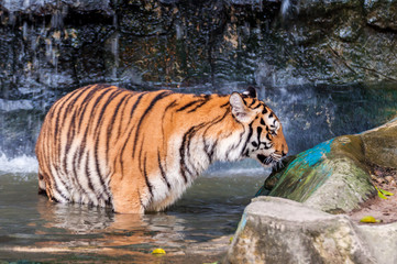 Tiger standing in water and smelling