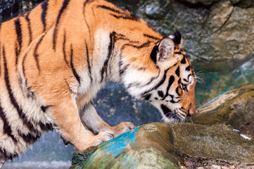 Tiger smelling on the rock