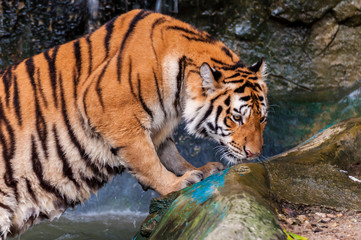 Tiger standing in water and smelling